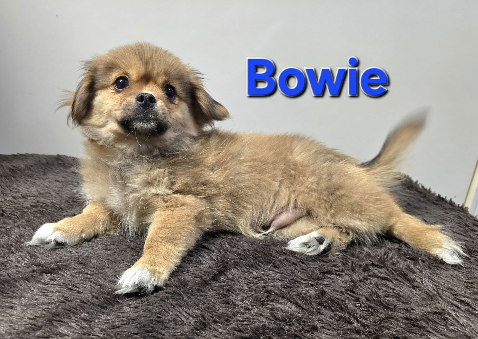 Bowie, an adoptable Pekingese in Modesto, CA, 95355 | Photo Image 1