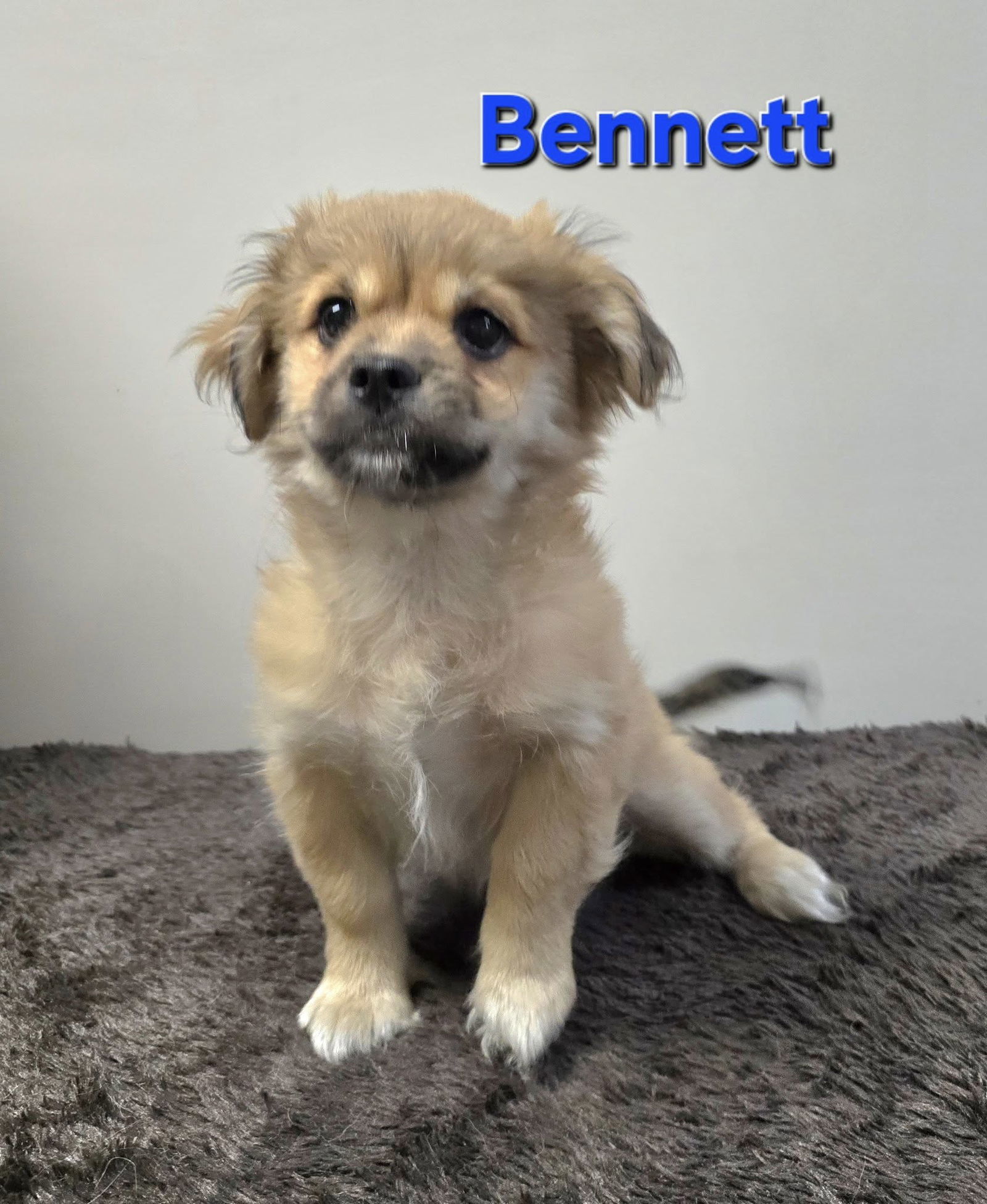Bennett, an adoptable Pekingese in Modesto, CA, 95355 | Photo Image 1