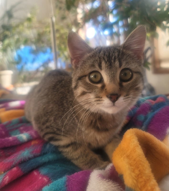 Scarlett, an adoptable Domestic Short Hair in Littleton, CO, 80127 | Photo Image 1