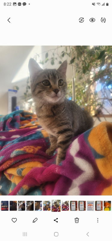 Scarlett, an adoptable Domestic Short Hair in Littleton, CO, 80127 | Photo Image 2
