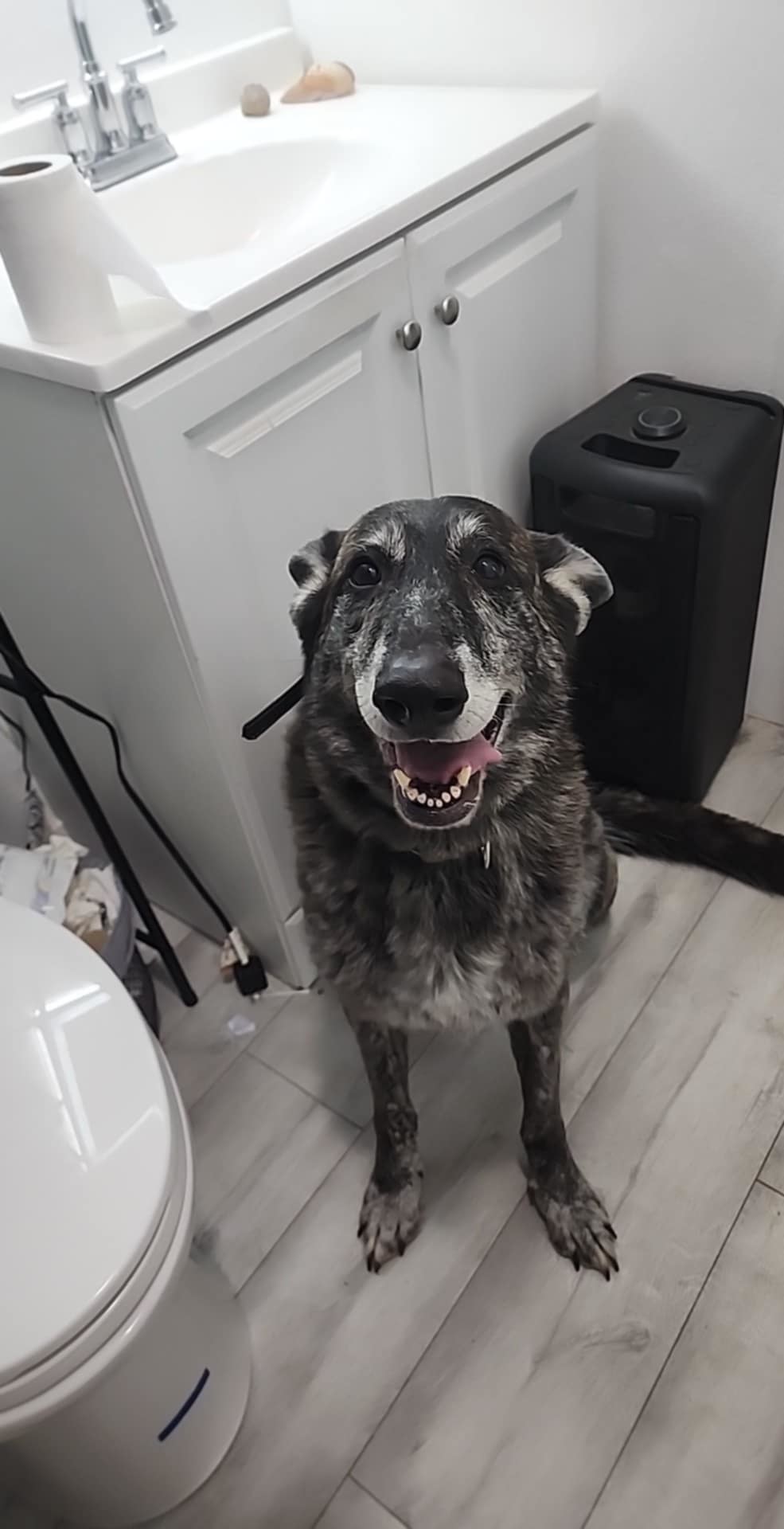 Rajah, an adoptable German Shepherd Dog in Fort Collins, CO, 80524 | Photo Image 2