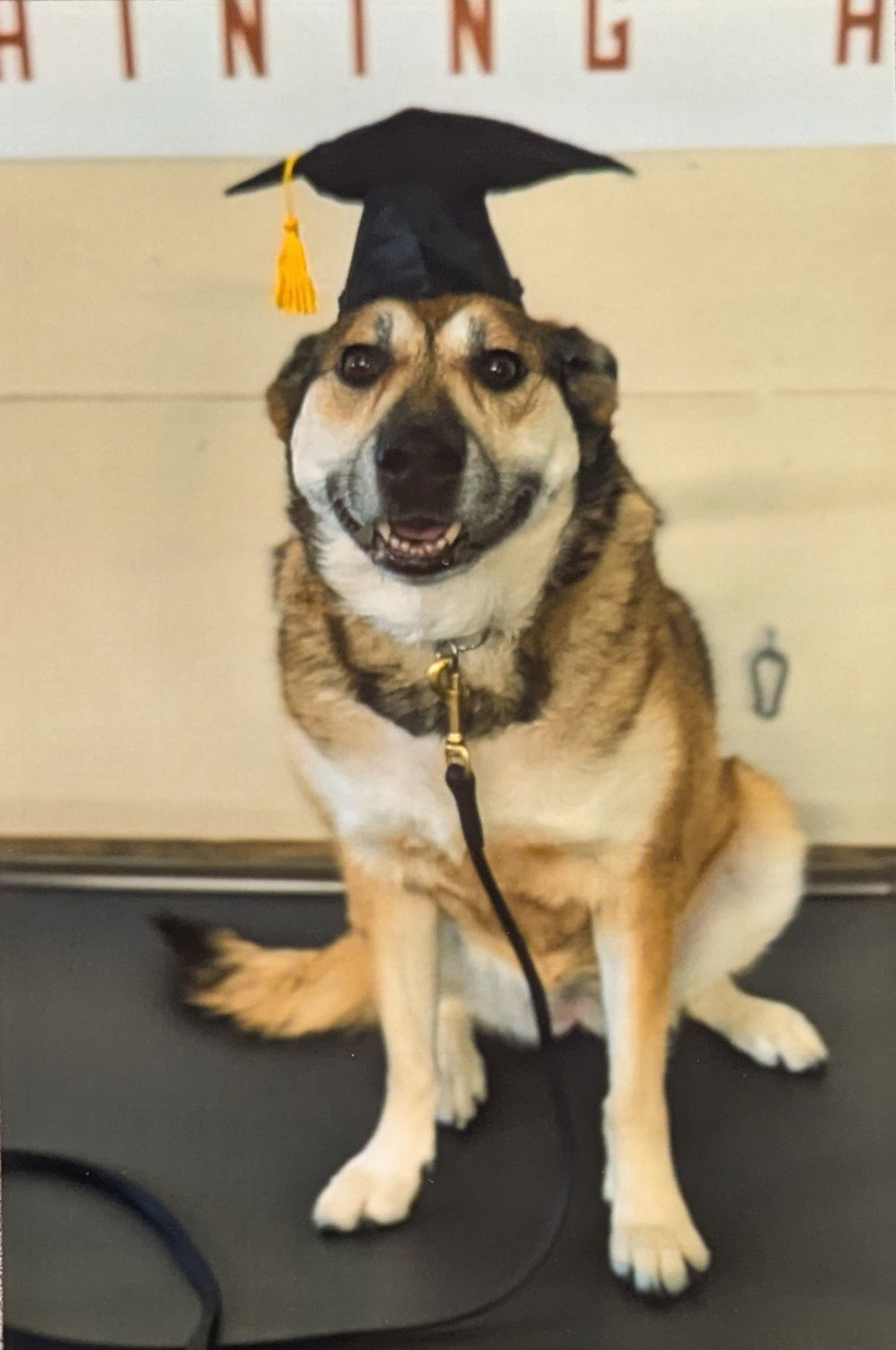 Phoebe, an adoptable German Shepherd Dog in Fort Collins, CO, 80524 | Photo Image 1