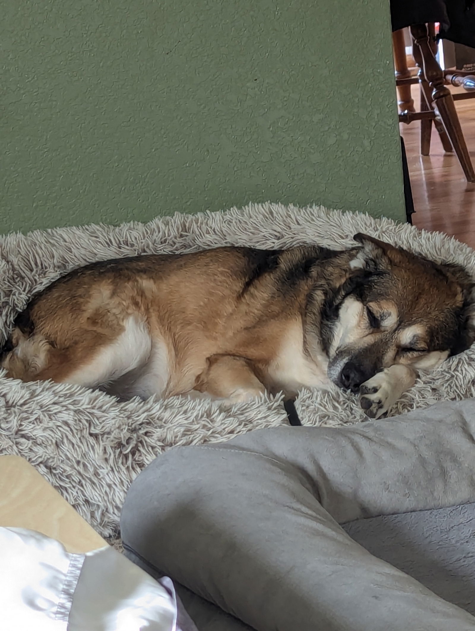Phoebe, an adoptable German Shepherd Dog in Fort Collins, CO, 80524 | Photo Image 2
