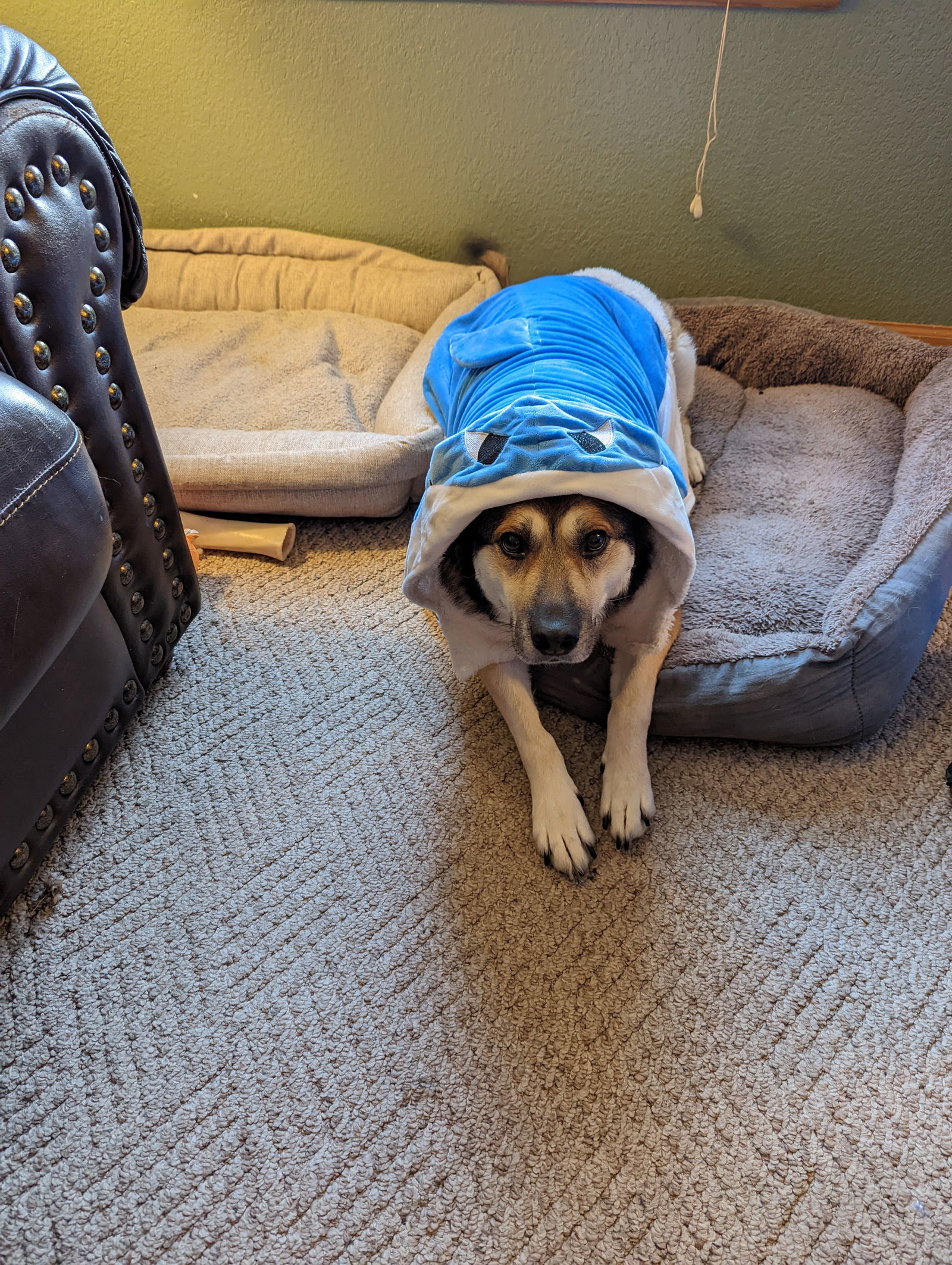 Phoebe, an adoptable German Shepherd Dog in Fort Collins, CO, 80524 | Photo Image 3
