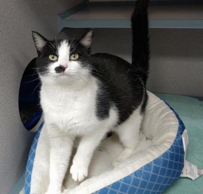Oswin (Bonded w/ Ivan)