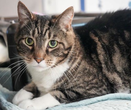 Ivan (Bonded w Oswin)
