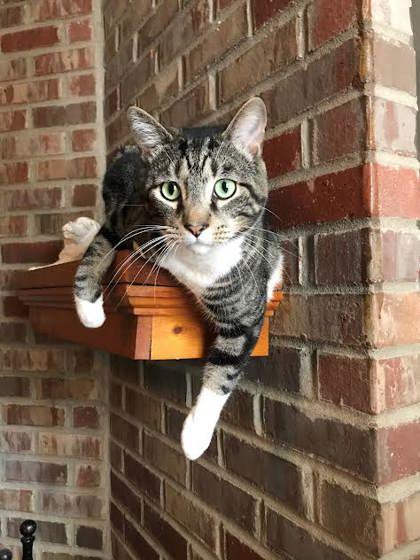 Ivan (Bonded w Oswin)