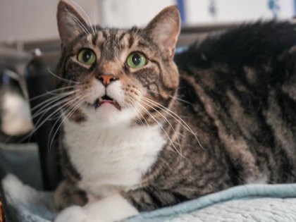 Ivan (Bonded w Oswin)