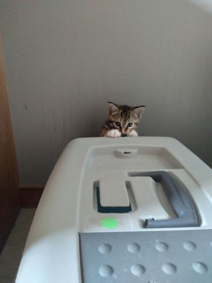 Makita