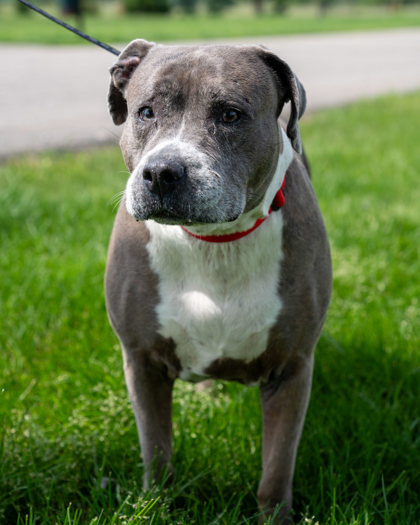 Cora