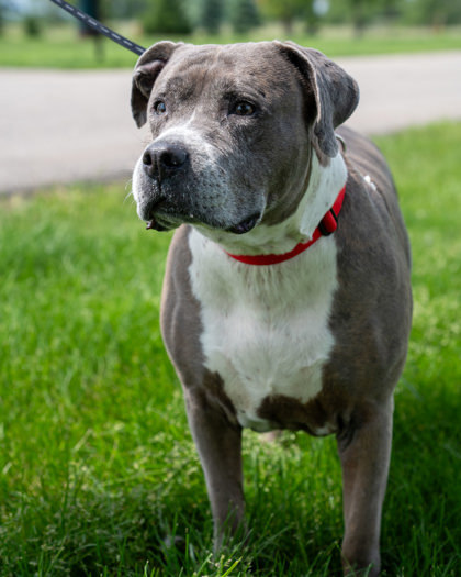 Cora, an adoptable Pit Bull Terrier, Mixed Breed in Pequot Lakes, MN, 56472 | Photo Image 1