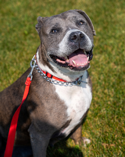 Cora, an adoptable Pit Bull Terrier, Mixed Breed in Pequot Lakes, MN, 56472 | Photo Image 2