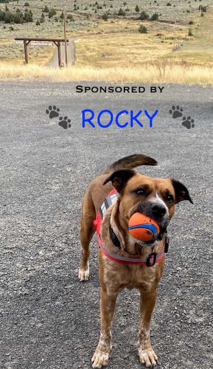 Cora, an adoptable Pit Bull Terrier, Mixed Breed in Pequot Lakes, MN, 56472 | Photo Image 3