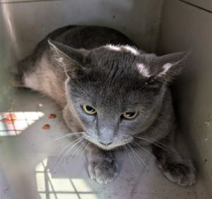 Mist, Young Female Domestic Short Hair