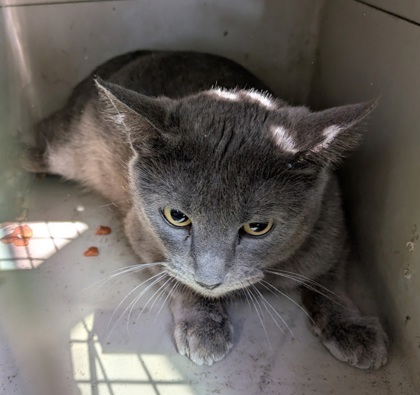 Mist, an adoptable Domestic Short Hair in Pendleton, OR, 97801 | Photo Image 1