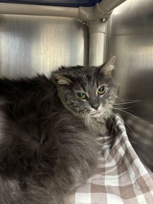 Princess is a beautiful long furred grey lady She has been having a difficult time adjusting to the