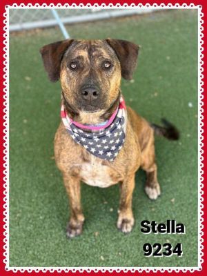 Primary Color Brindle Secondary Color White Weight 615lbs Age 2yrs 2mths 3wks Animal has been S