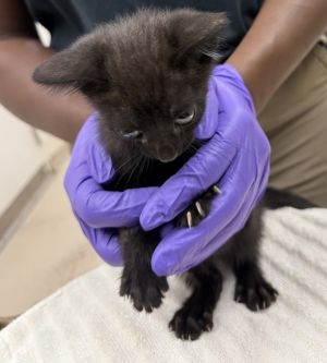 Primary Color Black Weight 15lbs Age 0yrs 0mths 11wks Animal has been Neutered
