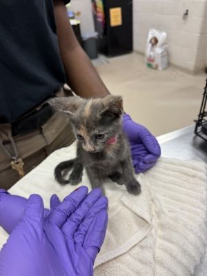 Primary Color Muted Calico Weight 13125lbs Age 0yrs 0mths 11wks Animal has been Spayed