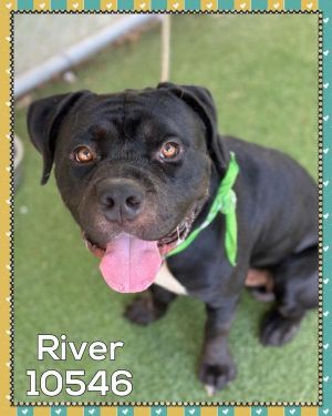Primary Color Black Secondary Color White Weight 65lbs Age 4yrs 1mths 1wks