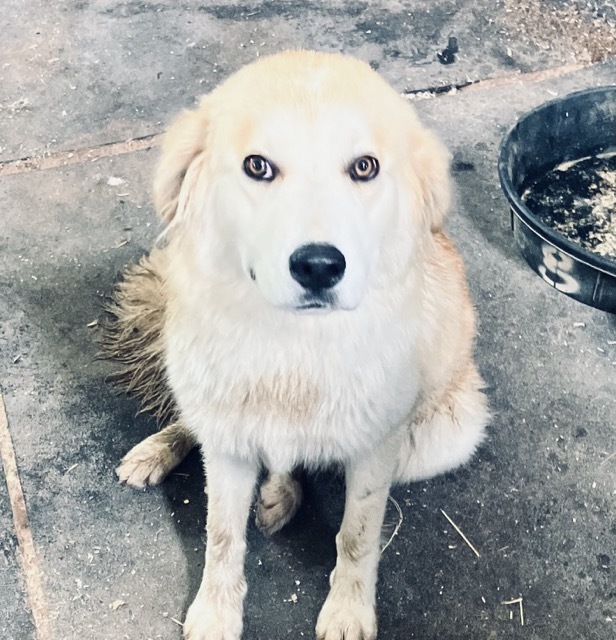 Good Girl DFW