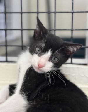 Merlot, Baby Male Domestic Short Hair