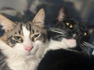 Aum / Bodhi Domestic Short Hair Cat