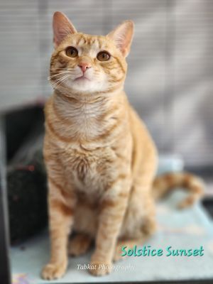 Solstice Sunset, Adult Male Domestic Short Hair