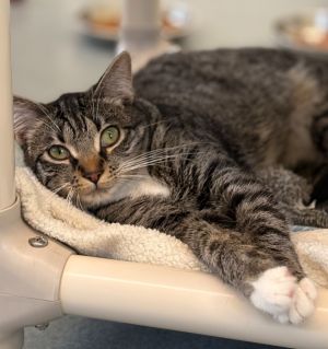 Mocha, Young Female Domestic Short Hair