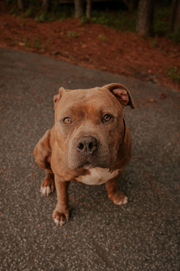 DOG Dog for adoption - 25-06-1700a Harrison, a Pit Bull Terrier