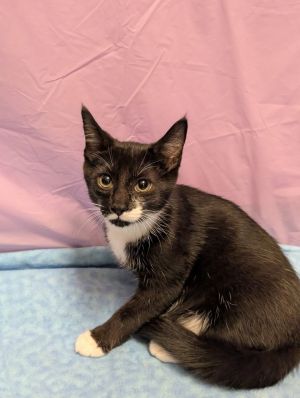 Erza, Baby Female Domestic Short Hair