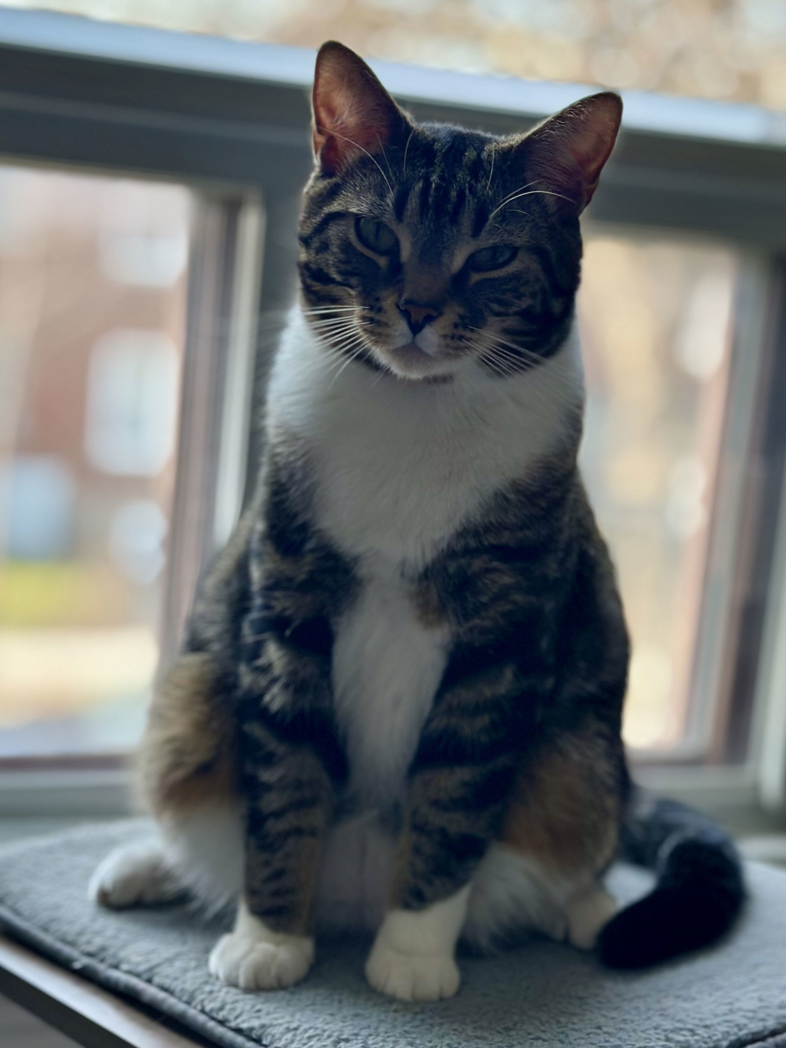 Miso
