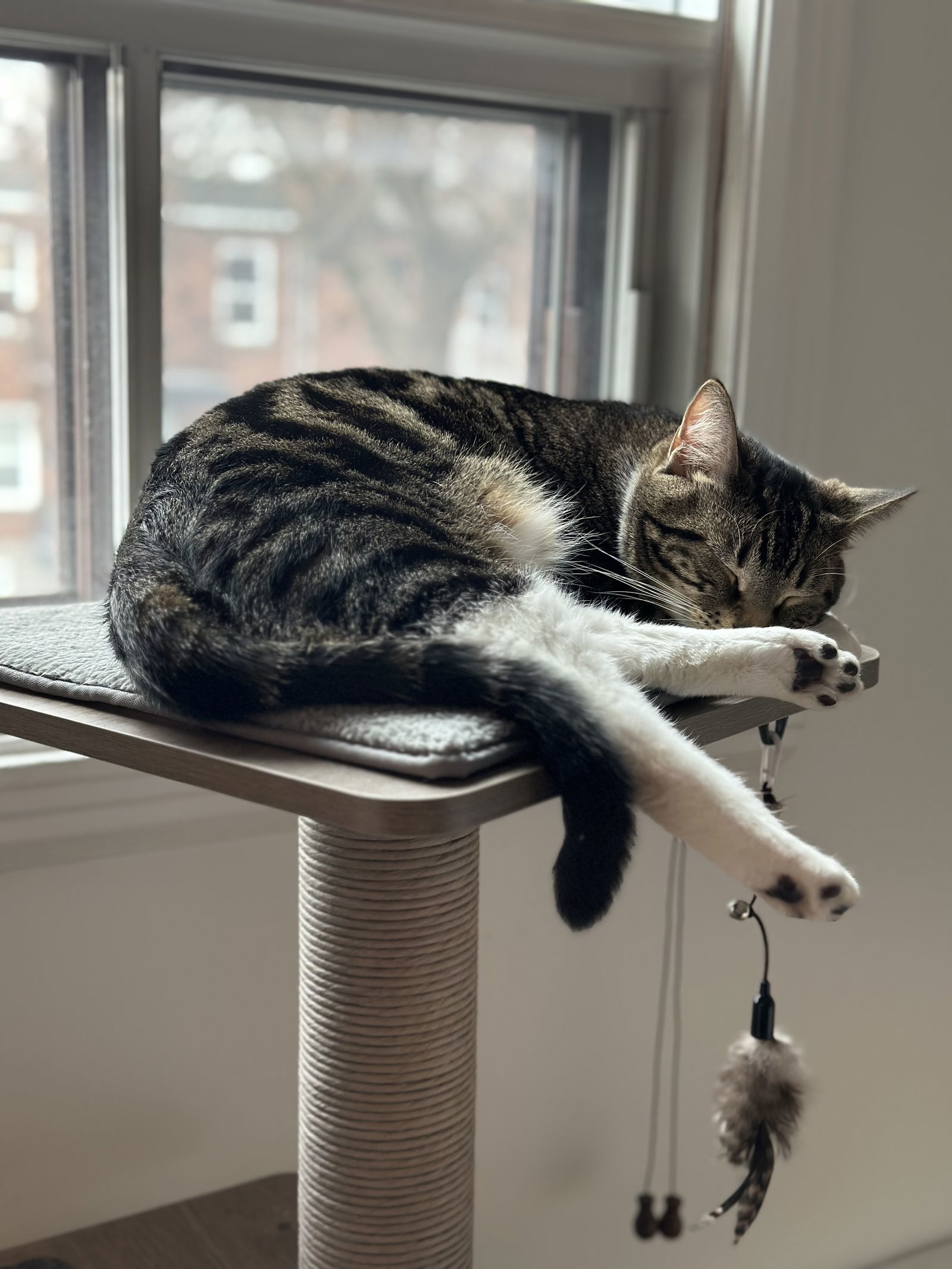 Miso