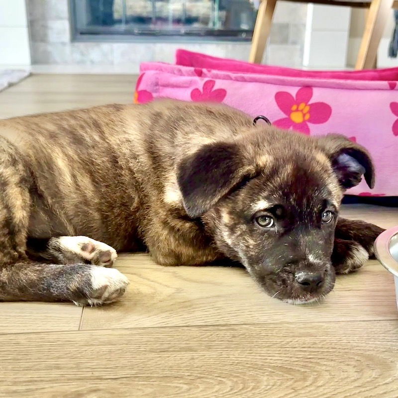 Pippa