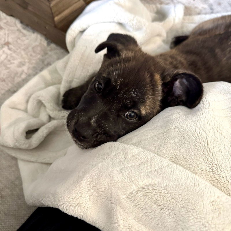 Pippa