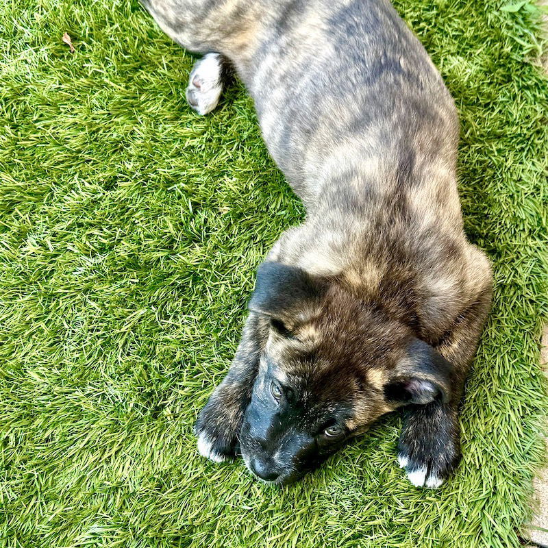 Pippa