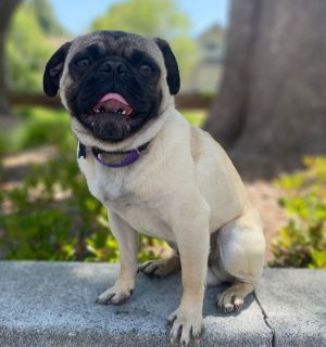 Piglet the Puglet Pug Dog