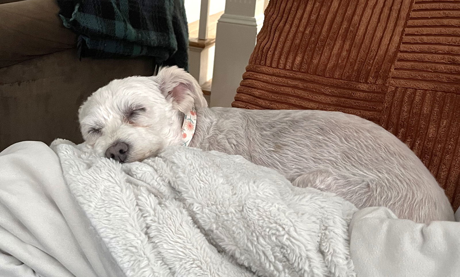 Tilly Ford OS, an adoptable Havanese, Poodle in Saunderstown, RI, 02874 | Photo Image 2