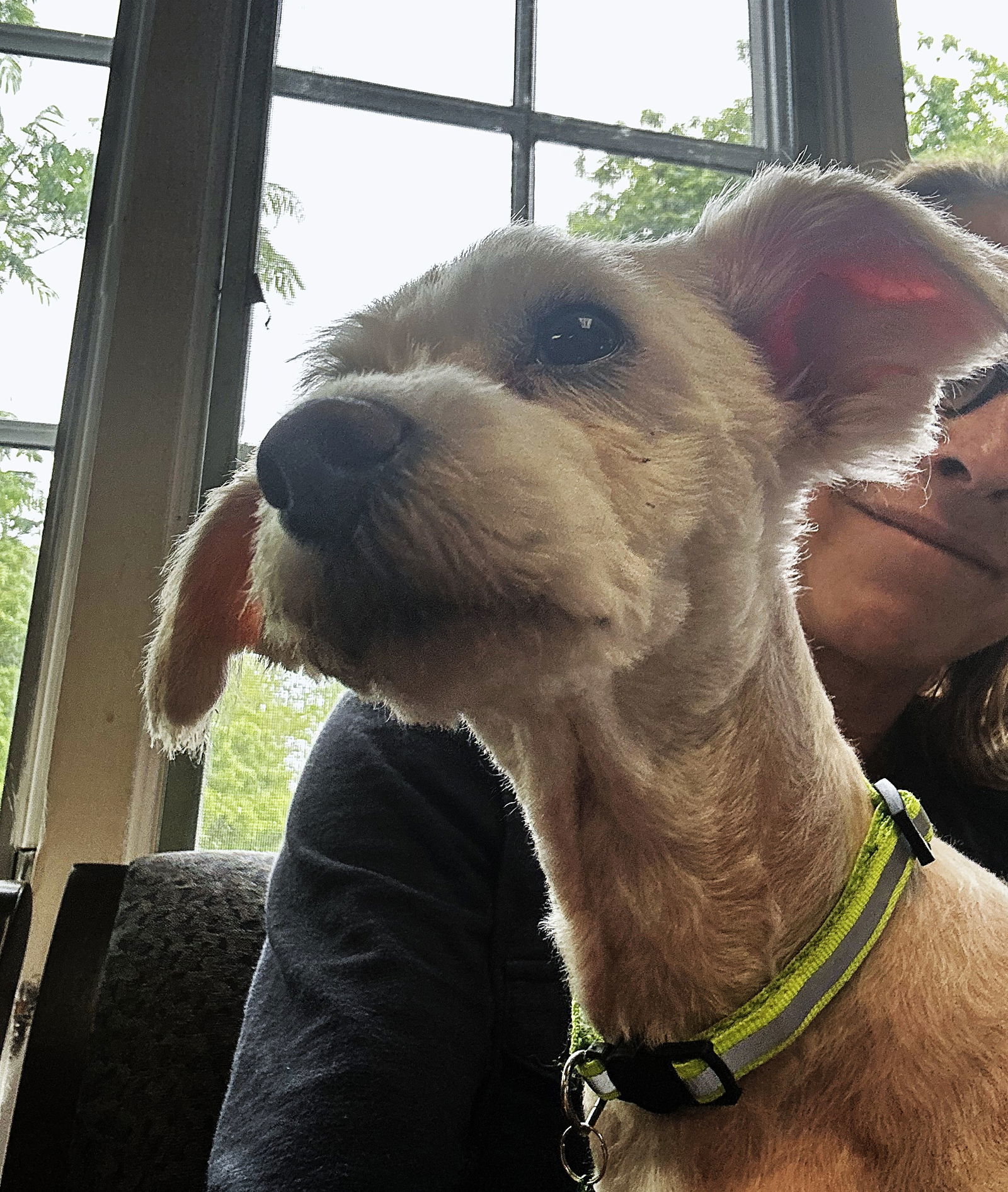 Tilly Ford OS, an adoptable Havanese, Poodle in Saunderstown, RI, 02874 | Photo Image 3