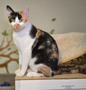 Doja, Adult Female Calico