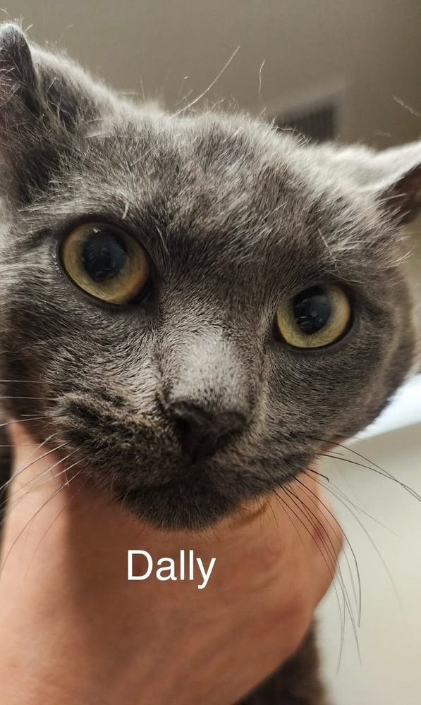 Dally, an adoptable Domestic Short Hair in Bend, OR, 97701 | Photo Image 1