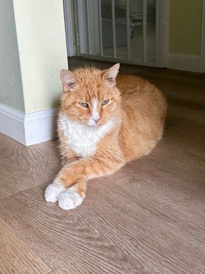 Achilles Domestic Short Hair Cat