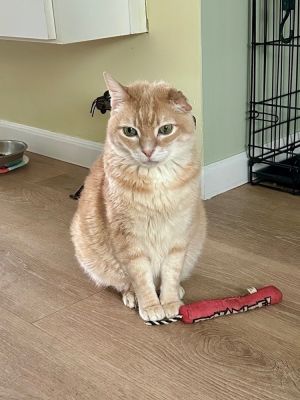Sam was rescued last year after ending up in a shelter in Orange County CA after his human was fo