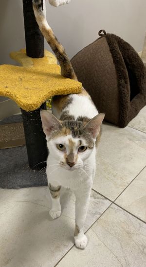 Pnut, Adult Female Domestic Short Hair