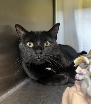 Bella, Adult Female Domestic Short Hair