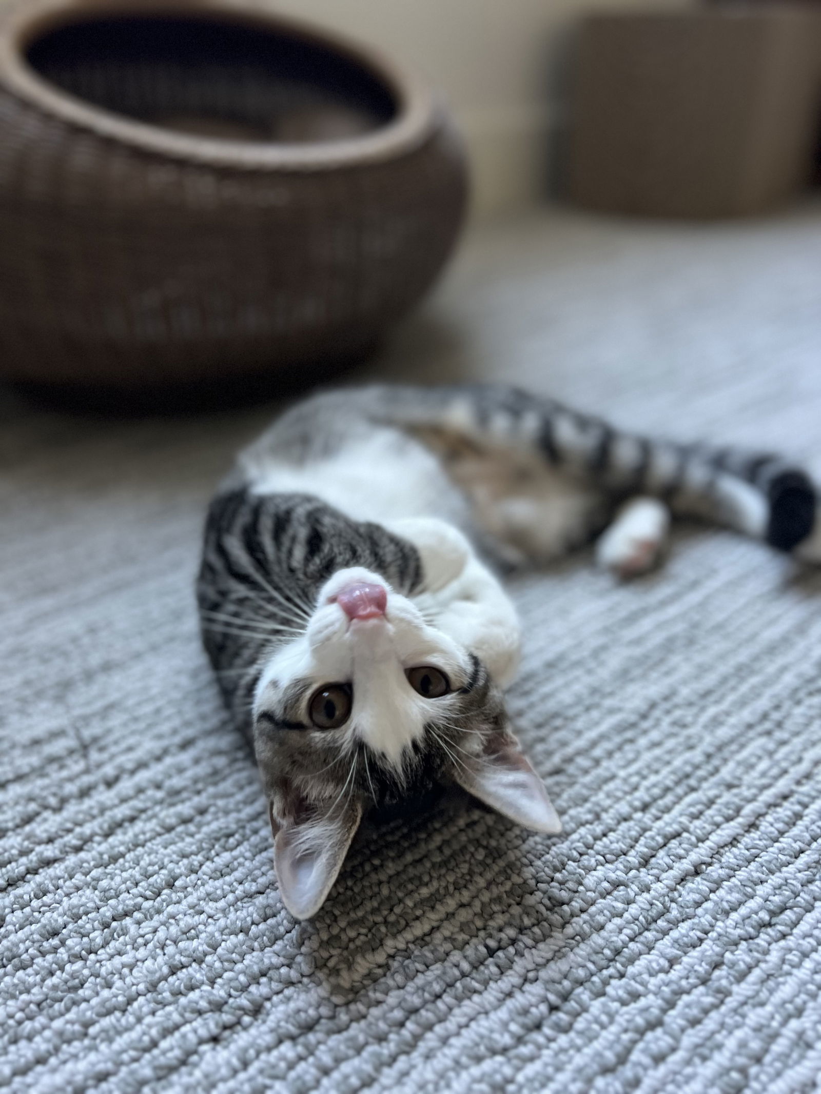 Petunia