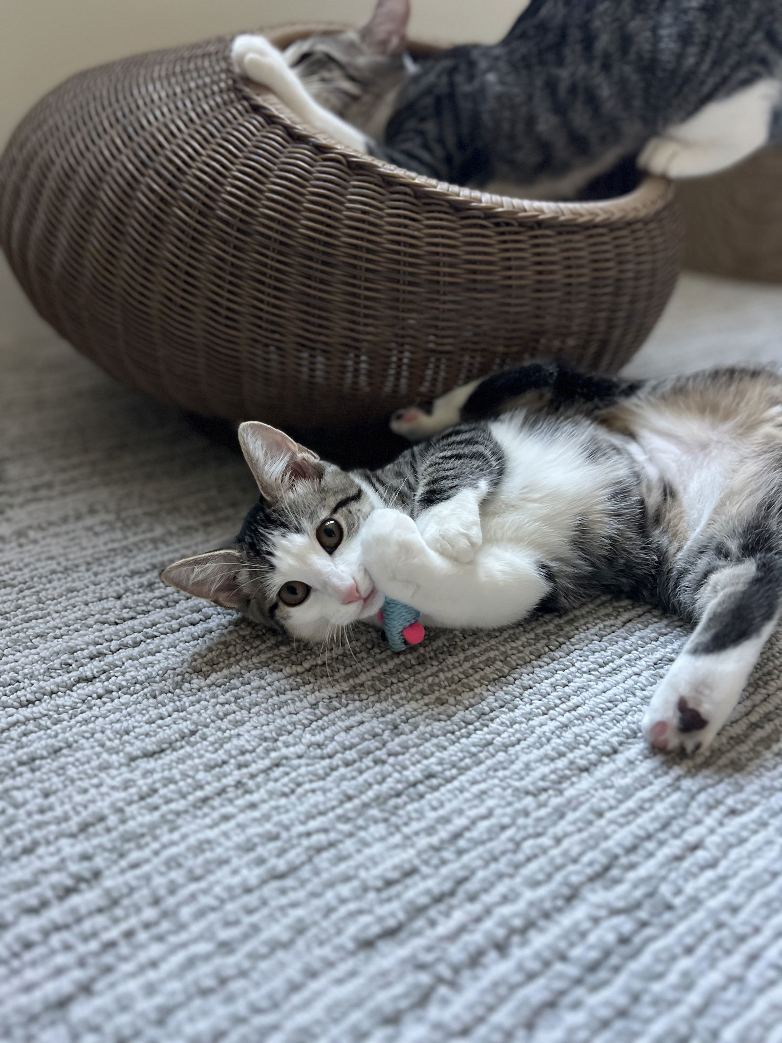 Petunia