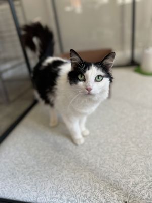 Daisy, Adult Female Domestic Medium Hair