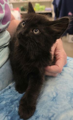 Sesame, Baby Male Domestic Short Hair
