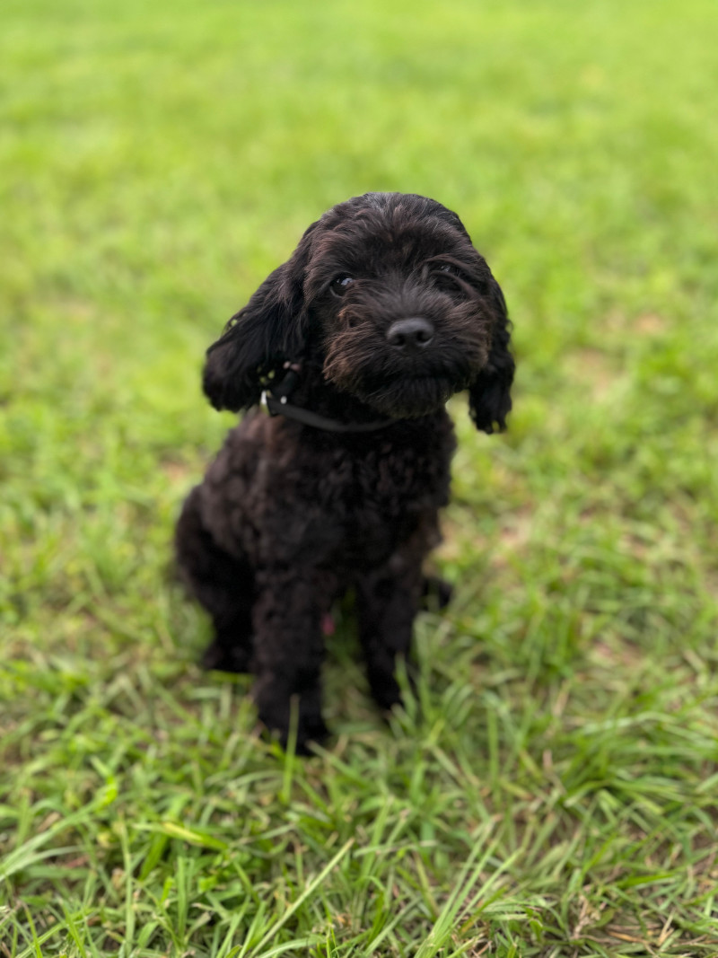 Papaya, an adoptable Cockapoo, Mixed Breed in Berkeley Heights, NJ, 07922 | Photo Image 1